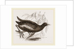 Moorhen by Anonymous