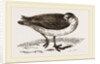 Grey Phalarope Winter Plumage by Anonymous