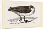 Grey Phalarope Winter Plumage by Anonymous