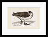 Grey Phalarope Winter Plumage by Anonymous