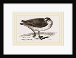 Grey Phalarope Winter Plumage by Anonymous