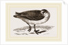 Grey Phalarope Winter Plumage by Anonymous