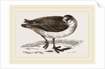 Grey Phalarope Winter Plumage by Anonymous