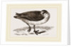 Grey Phalarope Winter Plumage by Anonymous