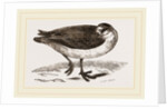 Grey Phalarope Winter Plumage by Anonymous