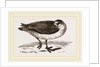 Grey Phalarope Winter Plumage by Anonymous