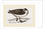 Grey Phalarope Winter Plumage by Anonymous