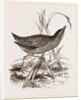 Spotted Crake by Anonymous