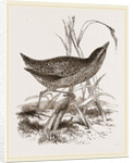 Spotted Crake by Anonymous