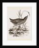 Spotted Crake by Anonymous