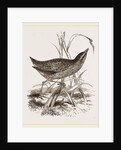 Spotted Crake by Anonymous