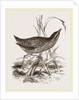 Spotted Crake by Anonymous