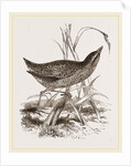 Spotted Crake by Anonymous