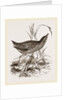 Spotted Crake by Anonymous