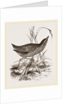Spotted Crake by Anonymous