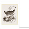 Spotted Crake by Anonymous