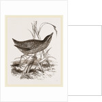 Spotted Crake by Anonymous
