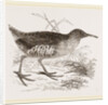 Water-Rail by Anonymous