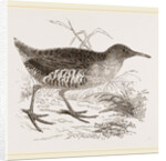 Water-Rail by Anonymous