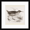 Water-Rail by Anonymous