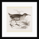 Water-Rail by Anonymous