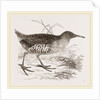 Water-Rail by Anonymous