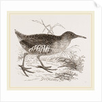 Water-Rail by Anonymous