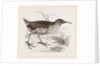 Water-Rail by Anonymous
