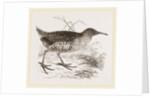 Water-Rail by Anonymous