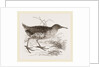 Water-Rail by Anonymous