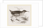 Water-Rail by Anonymous