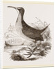 Virginian Rail by Anonymous