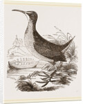 Virginian Rail by Anonymous