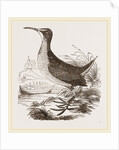 Virginian Rail by Anonymous