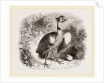 Crested Screamer and Young by Anonymous