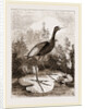 Common Jacana by Anonymous