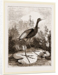 Common Jacana by Anonymous