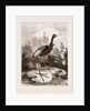 Common Jacana by Anonymous