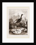 Common Jacana by Anonymous