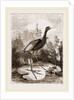 Common Jacana by Anonymous