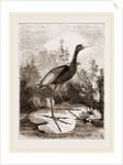 Common Jacana by Anonymous