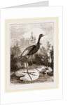 Common Jacana by Anonymous