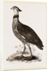 Crested Screamer by Anonymous