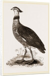 Crested Screamer by Anonymous
