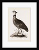 Crested Screamer by Anonymous