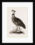 Crested Screamer by Anonymous