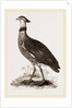 Crested Screamer by Anonymous