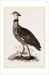 Crested Screamer by Anonymous