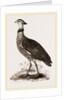 Crested Screamer by Anonymous