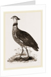 Crested Screamer by Anonymous